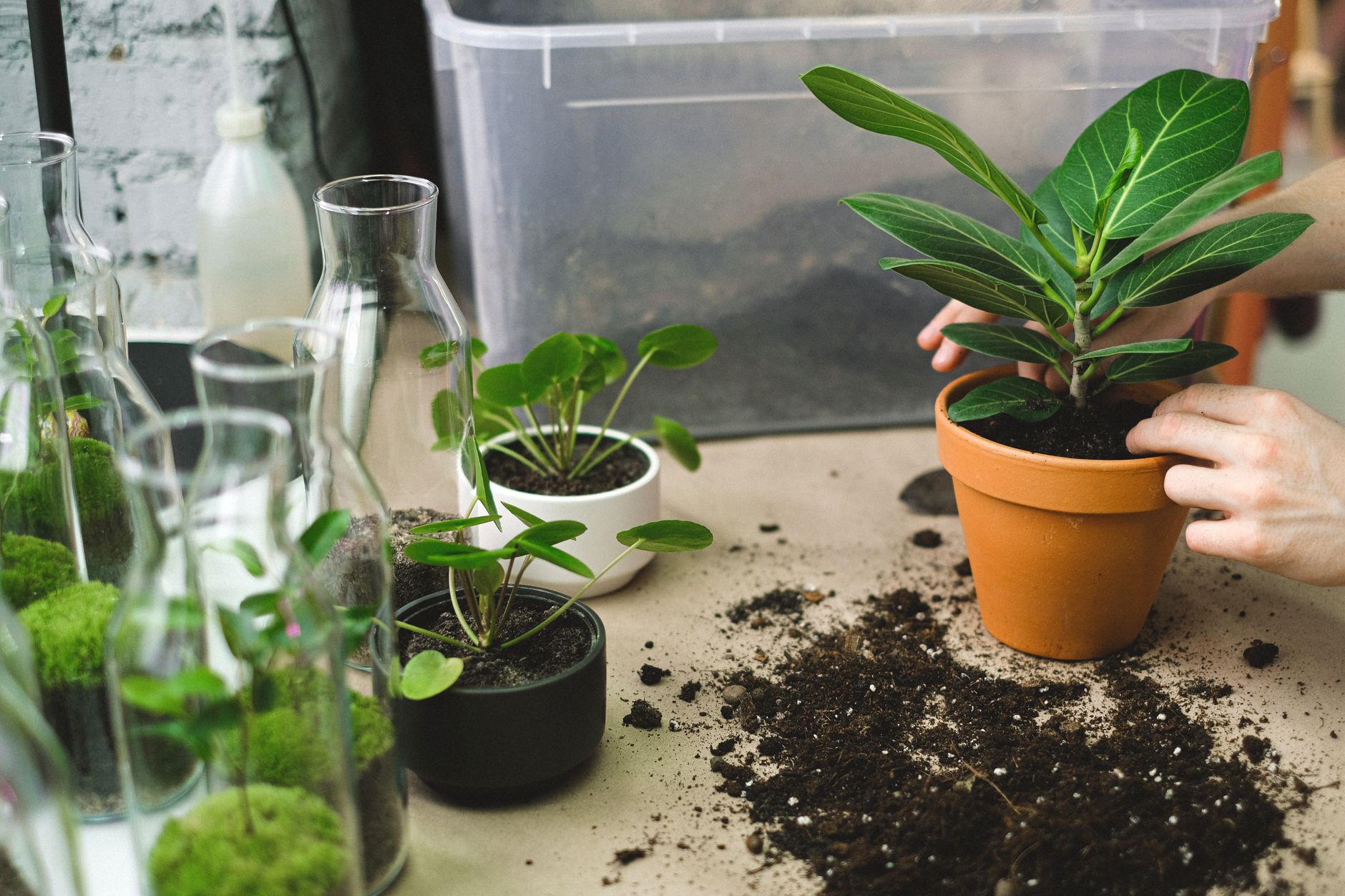 houseplants